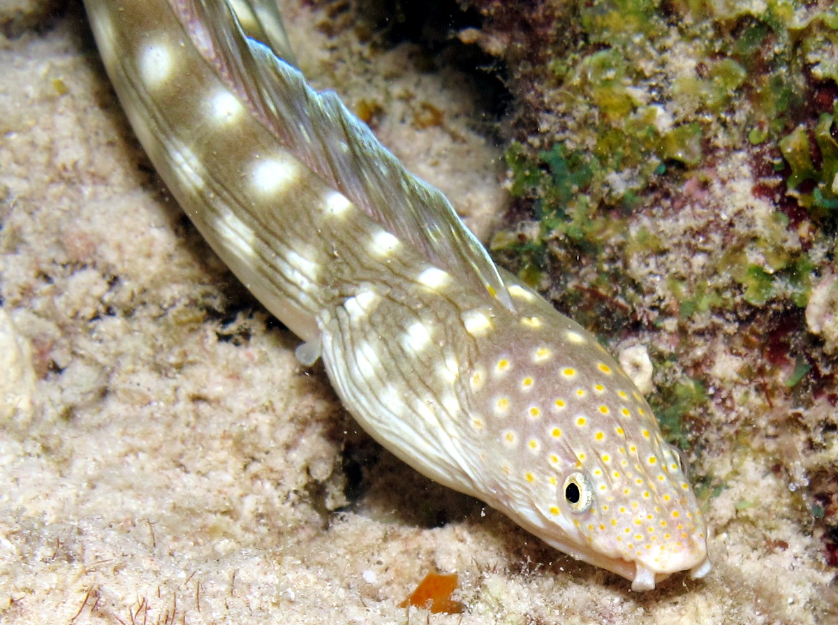 Sharptail Eel
